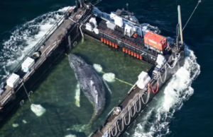 Rescued Whale Returned to the Sea by Barge
