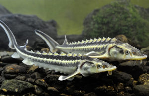New Indicator in the Sturgeon Trade