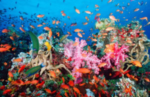 World Oceans Day