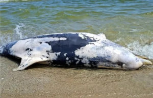 Mass Dolphin Deaths Raise Environmental Concerns