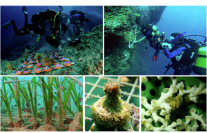 A New Stage for Ecological Balance