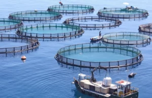 Registration Fee for Fish Breeding Farms Has Been Announced