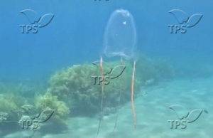Rare marine creature spotted
