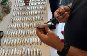 Laboratory analyses launched to study fish stocks – PHOTO