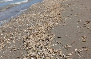 Locust problem causes concern for Absheron residents – PHOTO – VIDEO