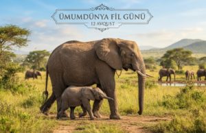 Giant guardians of wildlife