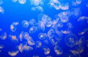 Energy crisis from marine invasion