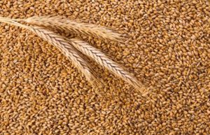Prices expected to rise in the grain market