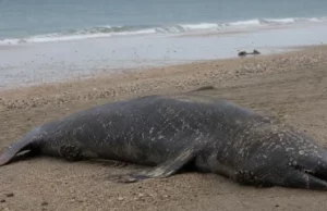 Mysterious Whale Deaths – VIDEO