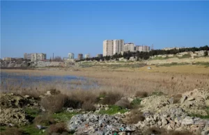 Mass fish die-off recorded