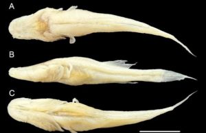 A new fish species unknown to science