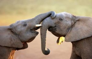 September 22 is World Elephant Protection Day