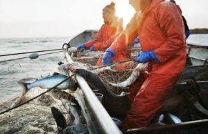 New decision in the fisheries sector