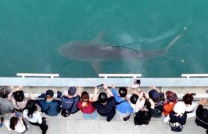 Shark Becomes One of the Citys Symbols