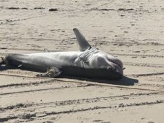 Over 8000 Sharks and Rays Die Off Australian Coast Due to Toxic Algae