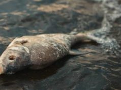 Mass Fish Mortality Reported on Mardakan Beach