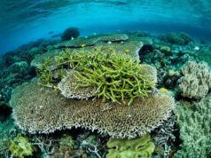 The vast majority of coral reefs will face the risk of extinction