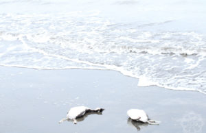 Shallowing of the Caspian Sea Poses Severe Threat to Bird Migration and Biodiversity
